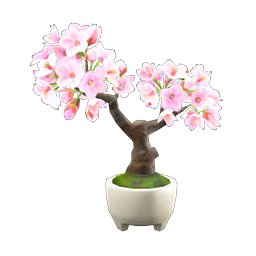 Cherry-Blossom Bonsai