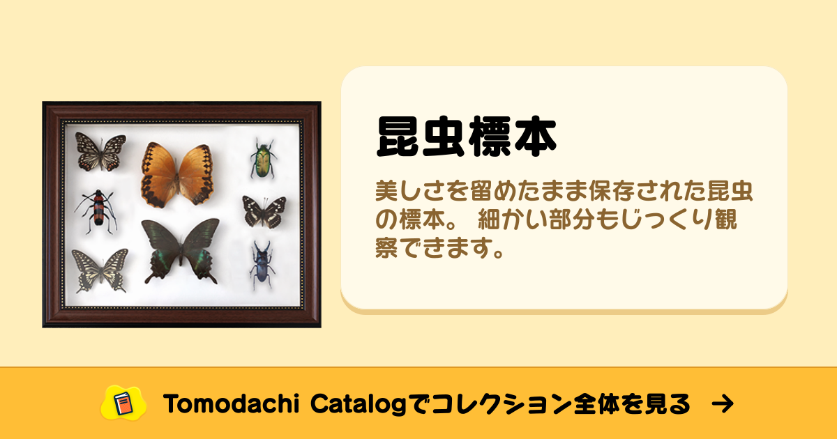 昆虫標本 · トモダチコレクション お宝 - Animal Crossing World